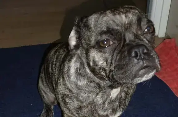 Lost dog, Coochin Hills Drive, Beerwah — female brindle Frug puppy - photo