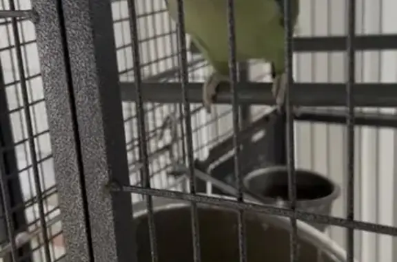 Lost pets Sydney, photo: Lost bird, Blacktown, New South Wales, Sydney — male Indian green parrot