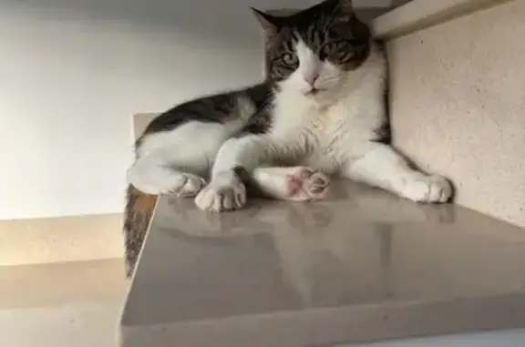 Chat perdu mâle, Tremblay-en-France, Île-de-France - pucé - photo