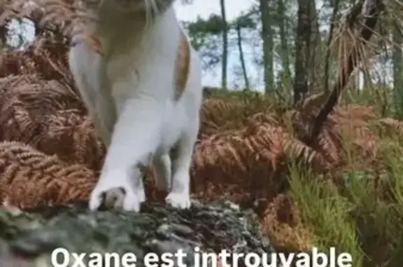 Chat perdu femelle, Chemin d'Arnaudin, 1019, Biscarrosse - blanche avec des taches claires - photo