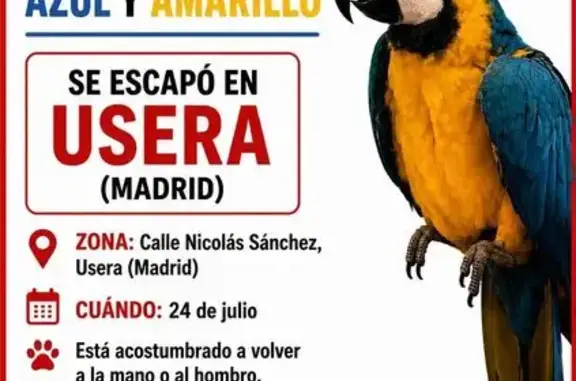 Perdida ave, Calle de Nicolás Sánchez, 94, Usera, Madrid - muy simpática, 1 año - photo