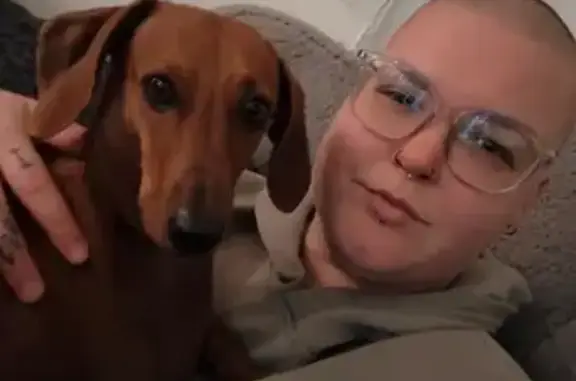 Lost dog, The Cove Road, 11, Marion, Brighton - female dachshund, no collar - photo