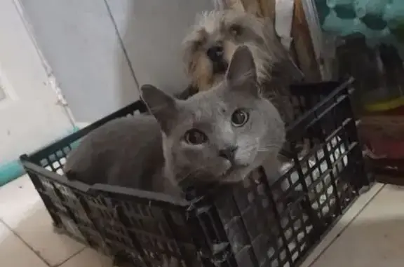 Gato gris macho adulto, sin castrar