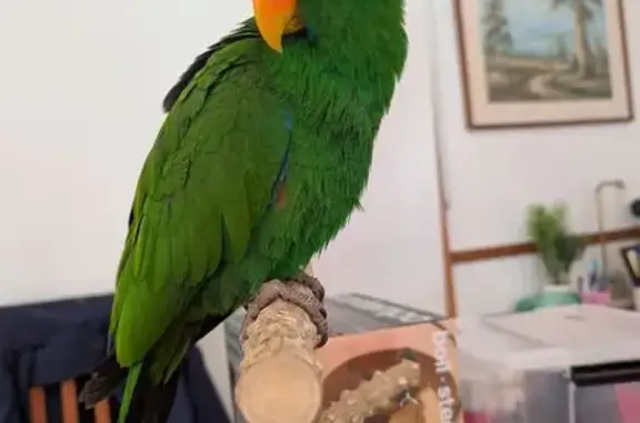 Lost bird, Gordon Place, 32, B...