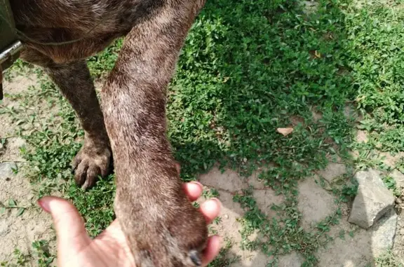 Знайдена собака, О-231511, Сьо...