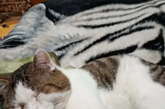Lost cat, Muller Road, 202, Oxford Park - shy, bad eyes, short hair - photo