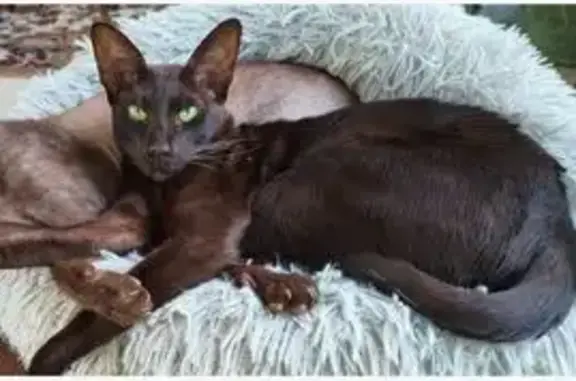 Chat perdu, femelle, Rue des Mûriers, 10, Champigny - orientale marron foncé - photo