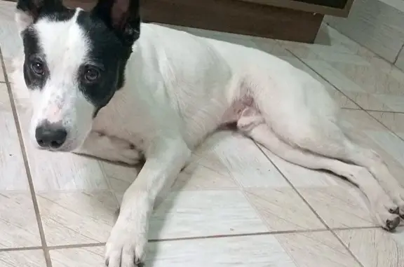 Perdido cachorro macho, Guaianases, São Paulo - SP, Brasil - photo