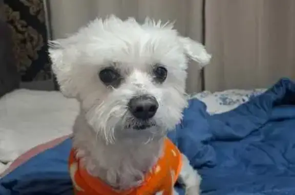 Perdido cachorro macho, Rua Franz Berwald, 36 — maltês branco dócil - photo