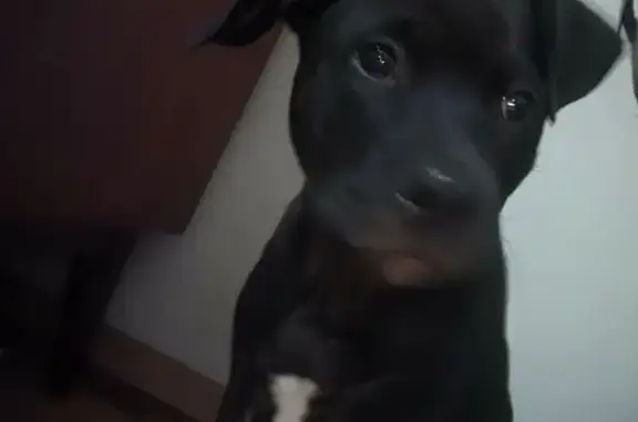 Lost pets Circle Pines, photo: Lost dog, Evergreen Trail, 920, Circle Pines — male, white spot on chest, lazy eye