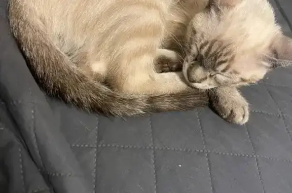 Perdido gato masculino, Carrer de Salvador Espriu, 27, El Vendrell, Tarragona — 3 meses - photo