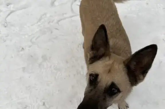 Собаки потеряшки, Капітанівка, фото: Зникла собака, Соснова вулиця, Капітанівка — окрас як на фото