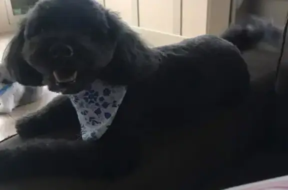 Lost dog, Brian Daniel Court, 4, Reisterstown — female, black coat, red invisible fence collar - photo