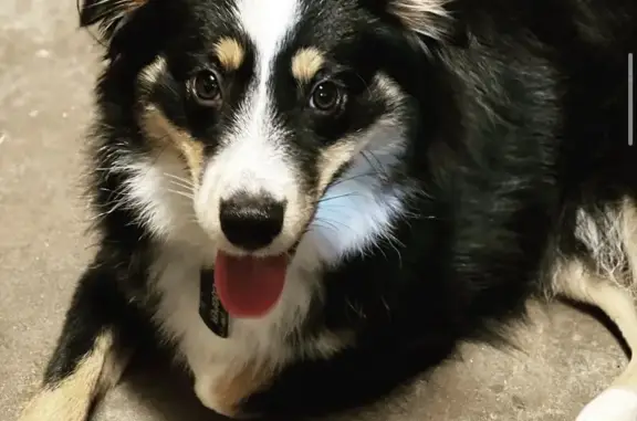 Lost dog, Vista Brook Drive, 13207, Houston - friendly tri-colored Australian Shepherd - photo