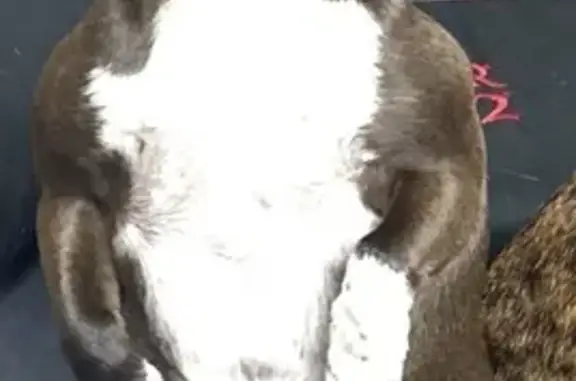 Lost dog, North Doolittle Road, 4703, Arlington — female, timid, friendly - photo