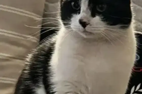 Lost pets Drayton, photo: Lost cat, Toowoomba, Queensland, Drayton — black and white male, very friendly