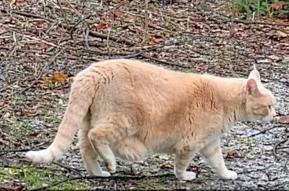 Mostly solid tan or “BUFF” color with lighter rings on tail, senior male cat with loose belly skin.