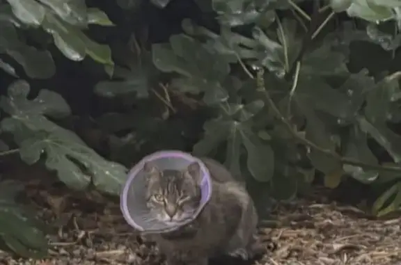 Chat trouvé Lattes, photo: Chat trouvé, Allée du Mas Nègre, Lattes - chat gris avec collier transparent