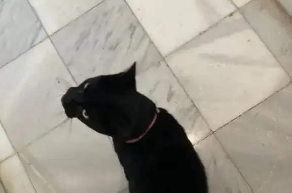 Gato encontrado Sevilla, foto: Encontrado gato macho, Calle Bordador Rodríguez Ojeda, Sevilla — collar azul y rosa con corazones