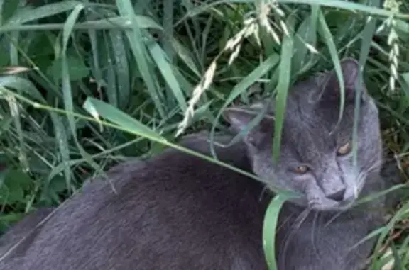 Chat perdu mâle, Rue Faubourg Saint-Nicolas, 51A, Meaux — tout gris souris - photo