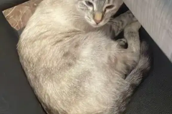 Animales perdidos Valencia, foto: Perdido gato hembra, Carrer de Sòria, 26, Valencia - ojos azules