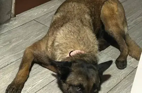 Búsqueda de mascotas, foto: Perdido perro hembra, San Martín de Valdeiglesias, Villaviciosa de Odon - collar rojo, muy asustadiza
