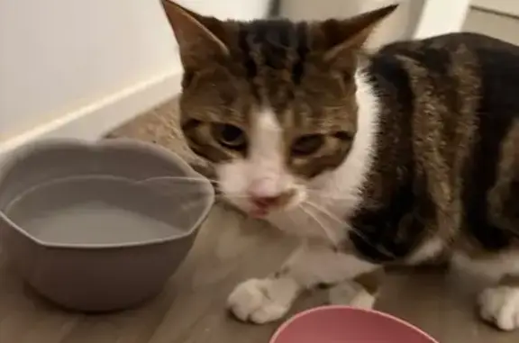 Chat trouvé Paris, photo: Chat trouvé mâle, Rue Jean-Hyacinthe Vincent, 2, Sotteville-lès-Rouen, Paris - non pucé