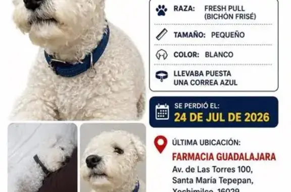 Perdido perro macho, Avenida de Las Torres, 100, Mexico City - pelaje chino y manchas cafés - photo