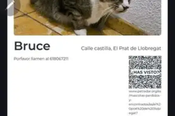 Perdido gato, Carrer de Castella, El Prat de Llobregat, Barcelona — gris pardo, 10-11 años - photo