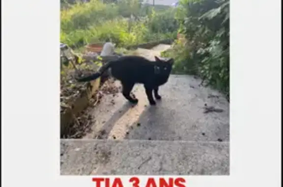 Perdu chien mâle, Paris - photo