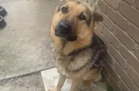 Lost dog, Cairns Road, 59, Casey City, Lyndhurst — male, large German Shepherd with red and green collars - photo
