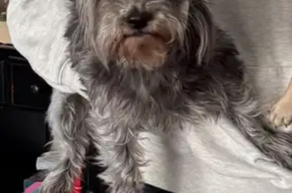 Lost dog, West 87th Street, Odessa, Schertz - small, very friendly, gray coat - photo