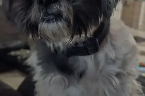 Lost dog, West Walker Way, 40058, Maricopa - photo