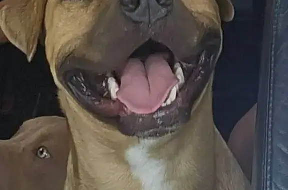 Lost dog, Maple Branch Road, 115, Reevesville, Orangeburg — friendly tan pit bull mix - photo