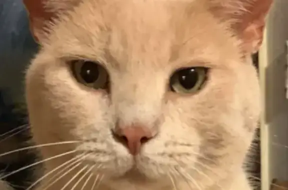 Lost cat, Jackson Avenue, 110, Rutland - 13-year-old neutered male, tan with ringed tail - photo