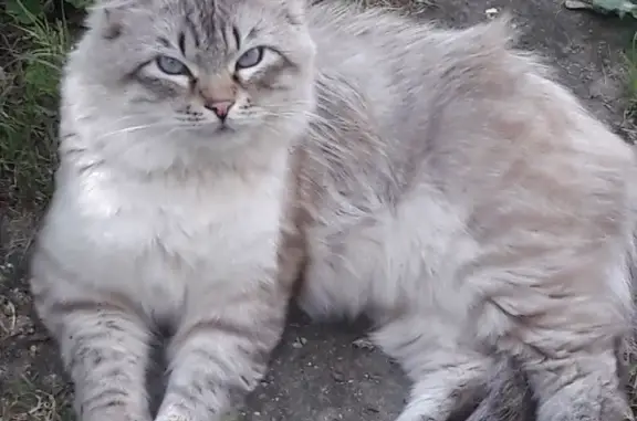 Chat perdu mâle, Rue de Darvoy, 6, Ingré - sibérien gris aux yeux bleus - photo