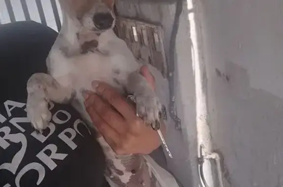 Encontrado cachorro fêmea, Rua...