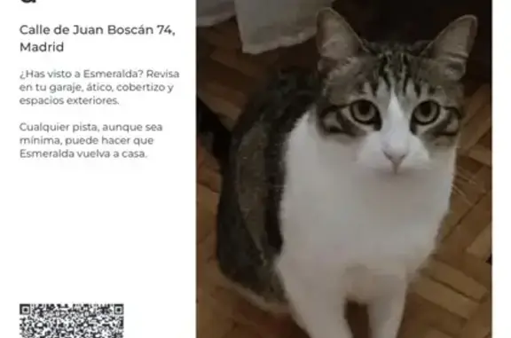 Perdido gato hembra, Calle de Gregorio Donas, 29, Madrid - castrada y con chip - photo