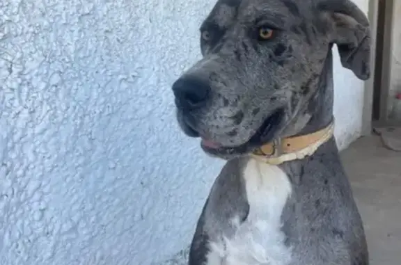 Perdido perro hembra, Calle Muas Oeste, Comunidad de Madrid, Sevilla - gris, grande y con cicatriz en la pata trasera derecha - photo