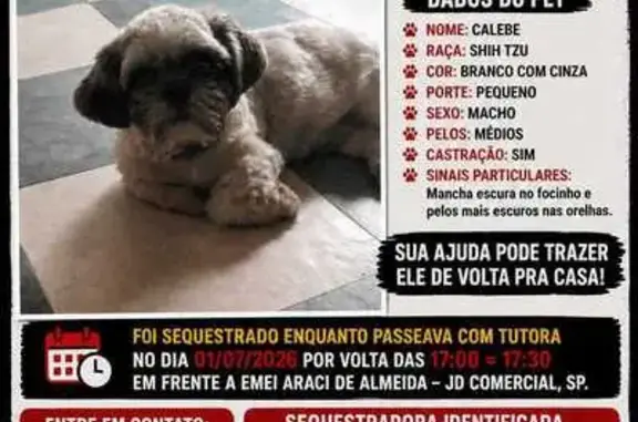 Perdido cachorro macho, Rua João Machado de Oliveira, São Paulo — Shitzu branco e bege - photo