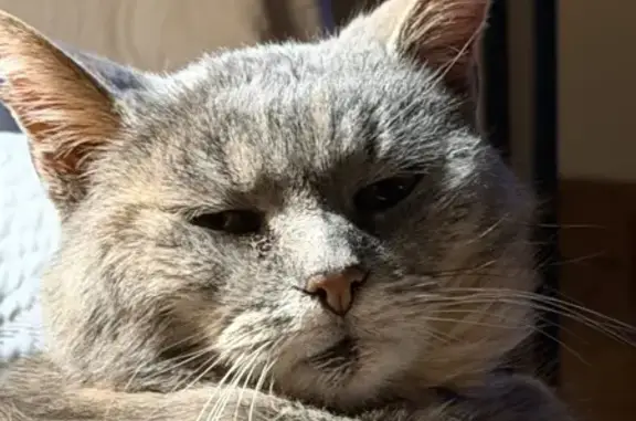 Gris souris avec des nuances