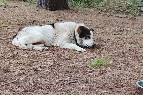 Animaux perdus Vienne, photo: Chien perdu, Quai Riondet, 29, Vienne - mâle, blanc et noir