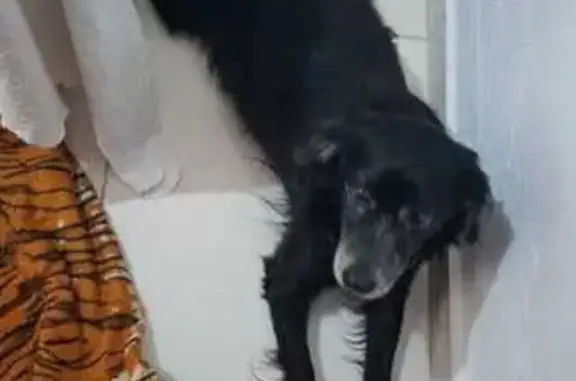 Perdido cachorro macho, Rua Haji Munif Bagdad, 20 — com a pata esquerda quebrada - photo