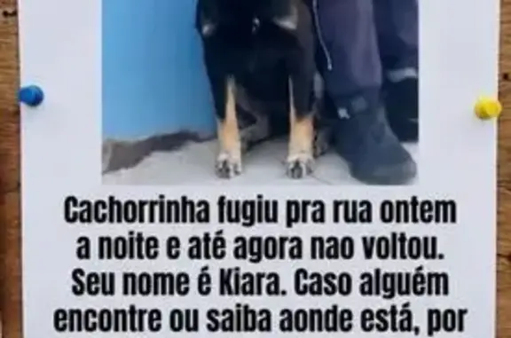 Perdido cachorro fêmea, Praça do Patriarca, 49 — pelo preto - photo