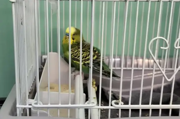Green & yellow. Can't fly well and is trusting.