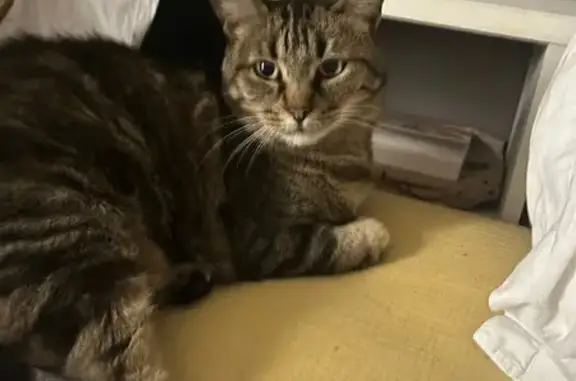 Animaux perdus Eaubonne, photo: Chatte peureuse perdue à Eaubonne