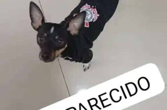 Perdido cachorro macho, Rua Francisco Correia Vasques, 135 — pequeno, preto e branco com manchas marrom - photo