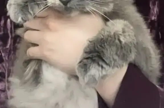Lost pets Lackawanna, photo: Lost cat, Allenhurst Road, 499, Lackawanna - gray with white creamy patches, long hair