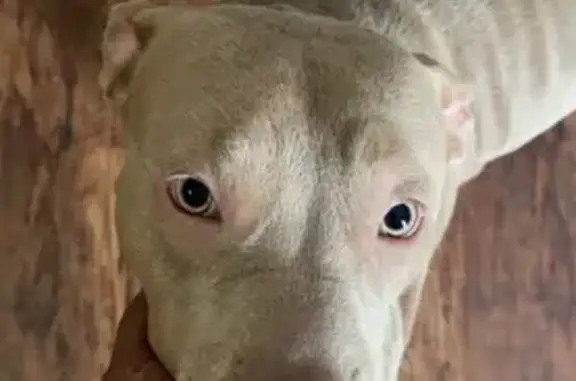 Lost dog, Jeffery Avenue, 7925, North Port - tan female with 2 pups - photo