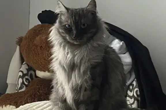 Chat perdu femelle, Rue Jean-Paul Belmondo, 10, Chantepie - collier rouge - photo